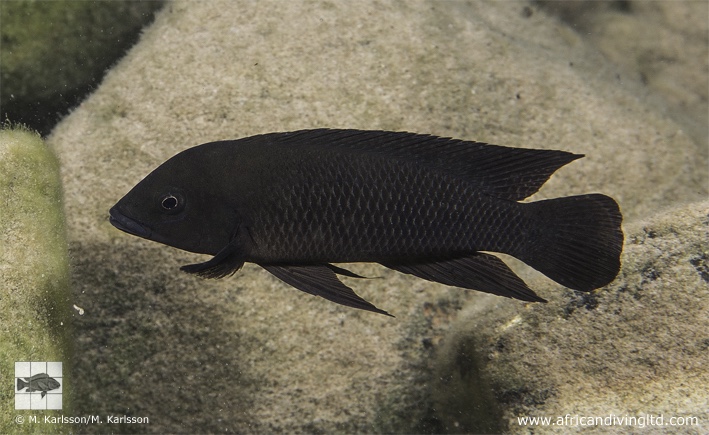 Neolamprologus cf. modestus 'Kitawe'